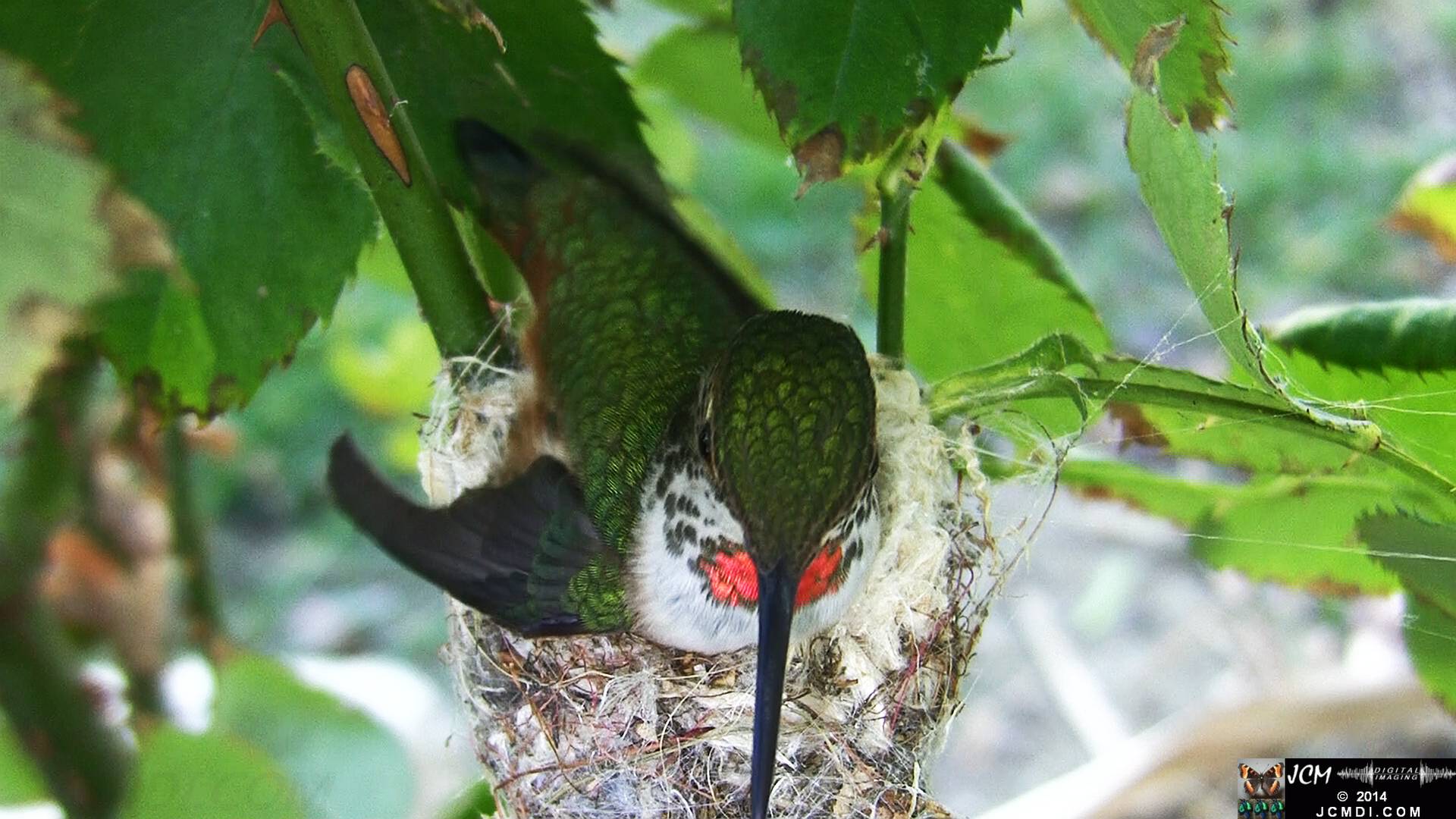 Allen's Hummingbird female in nest 